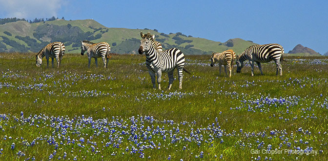 Zebra Heaven