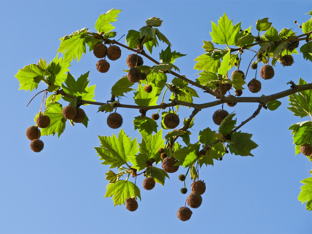 Braidwood-Maple Tree v1 