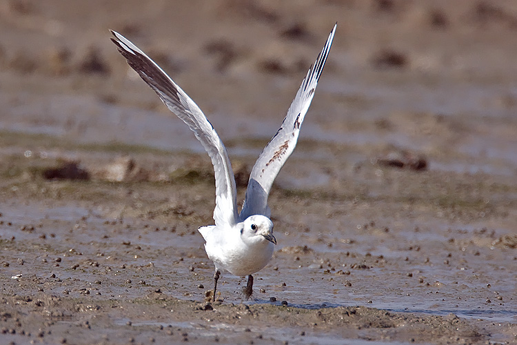 Larus saundersi