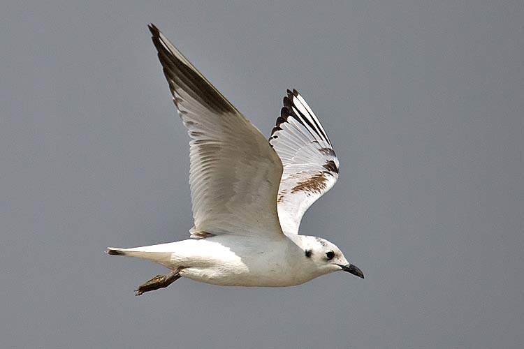Larus saundersi