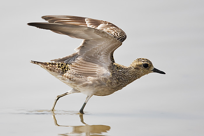 Pluvialis fulva