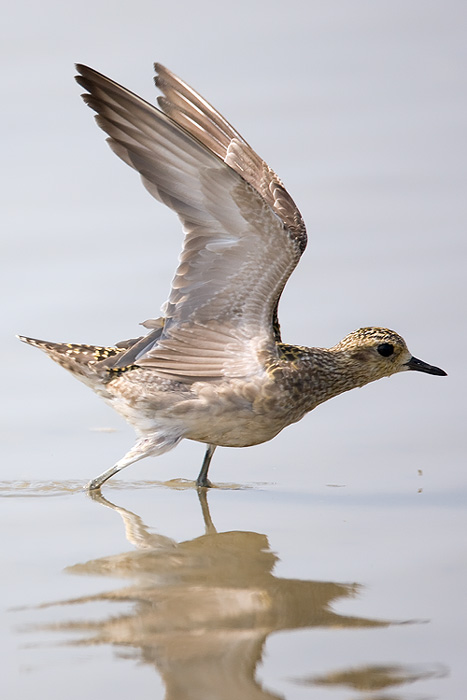 Pluvialis fulva