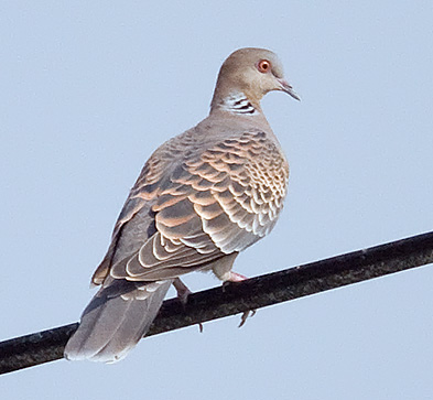 Streptopelia orientalis