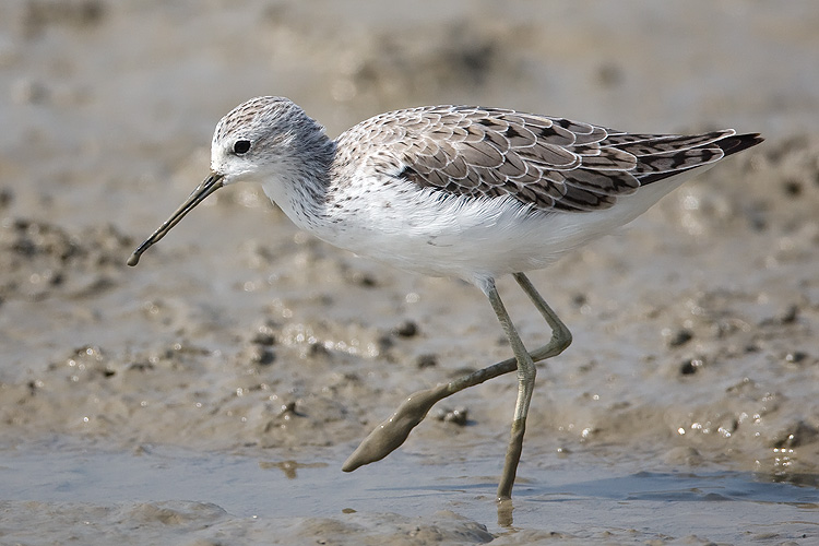 Tringa stagnatilis