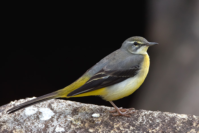 Grey wagtail