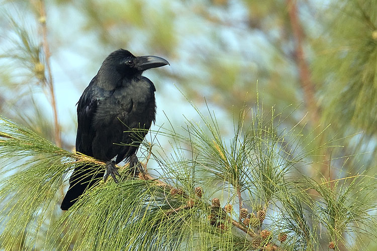 Corvus macrorhynchus