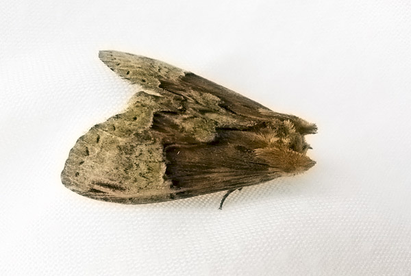 Chadisra bipartita