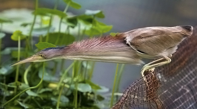 Yellow bittern