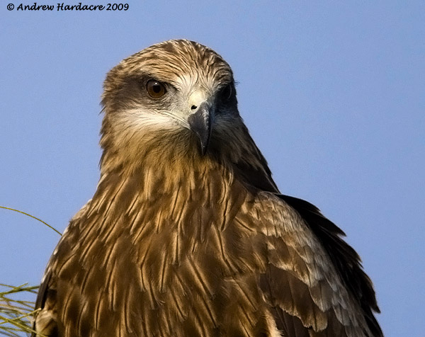 Black kite