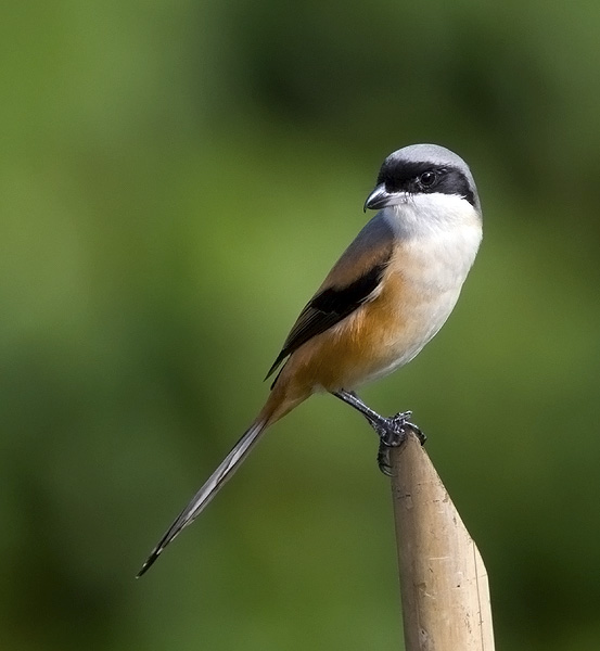 Long-tailed shrike