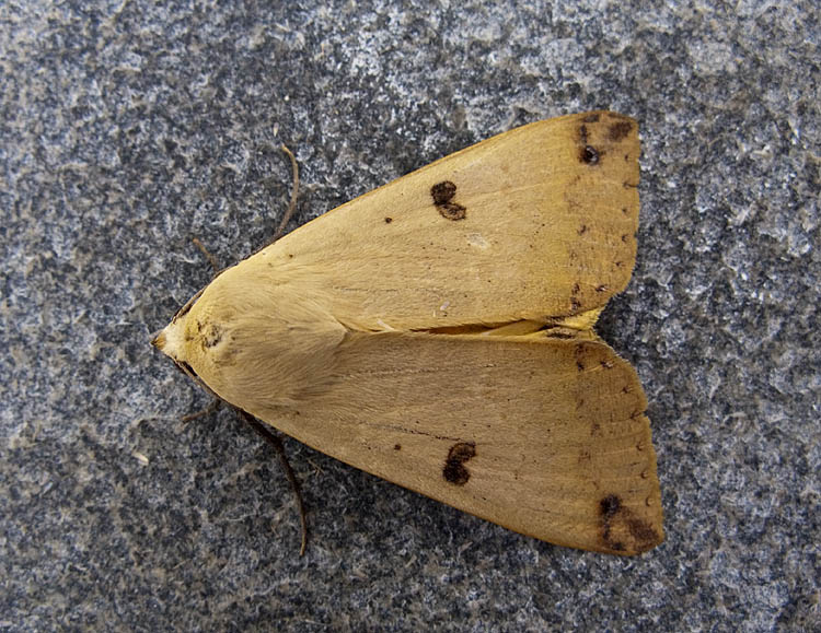 Ophiusa disjungens
