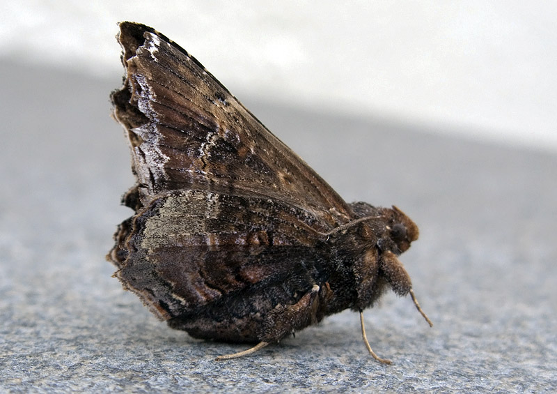 Lacera procellosa