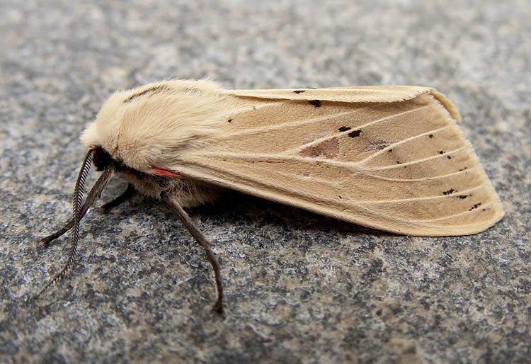 Spilosoma obliqua