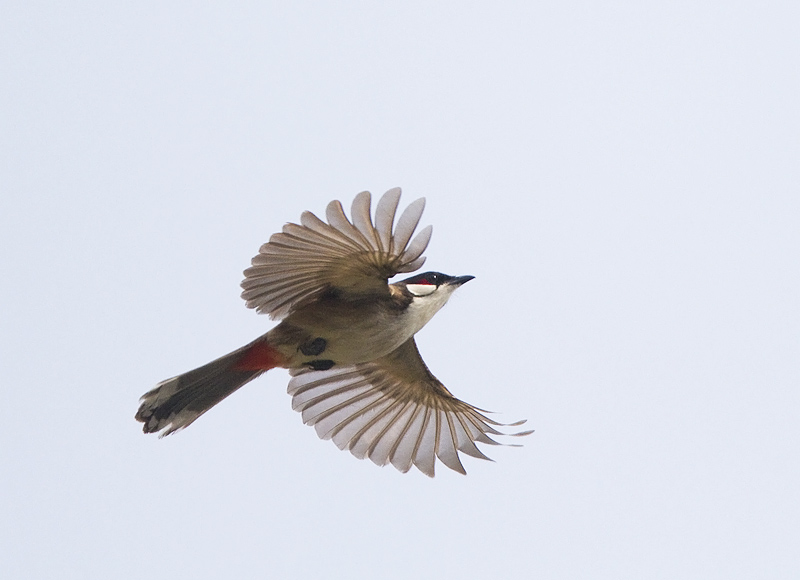 Red-whiskered bulbul
