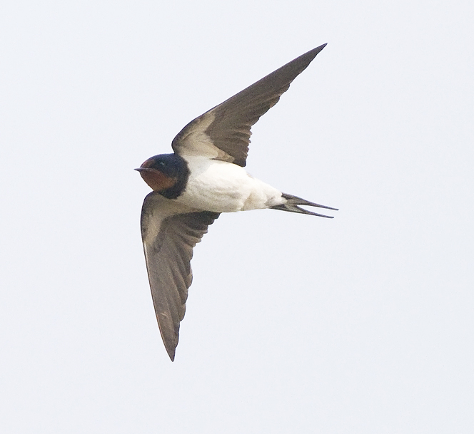 Barn swallow