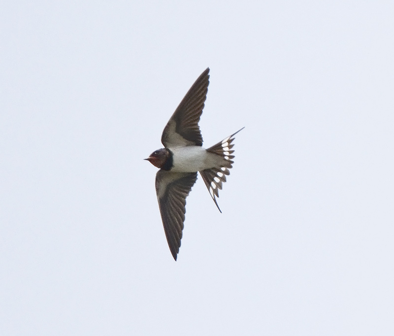 Barn swallow