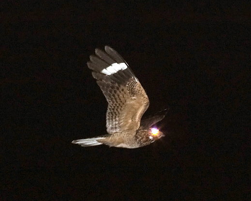 Savanna nightjar