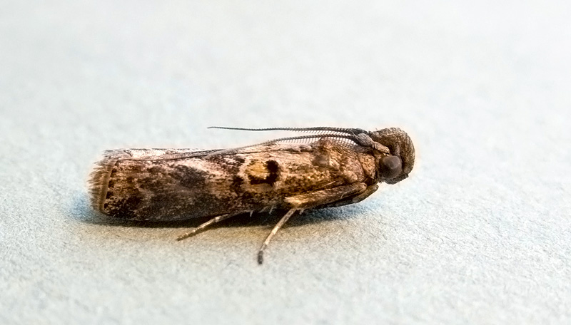 Dioryctria sylvestrella