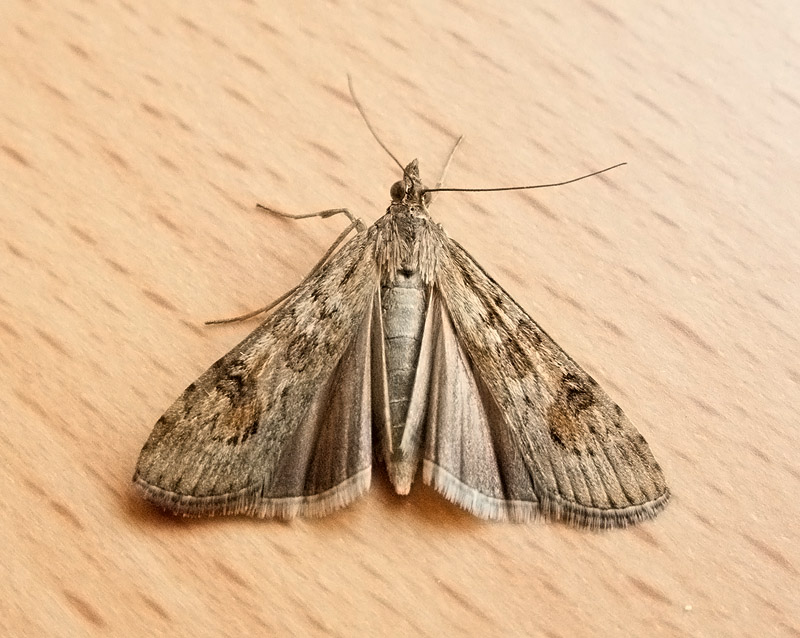 Nomophila noctuella