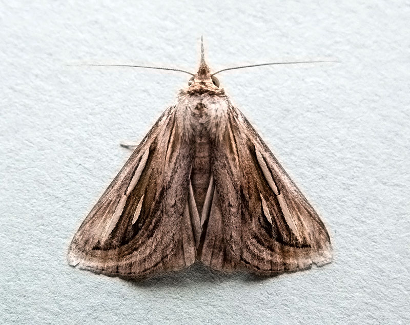 Schistorhynx argentistriga