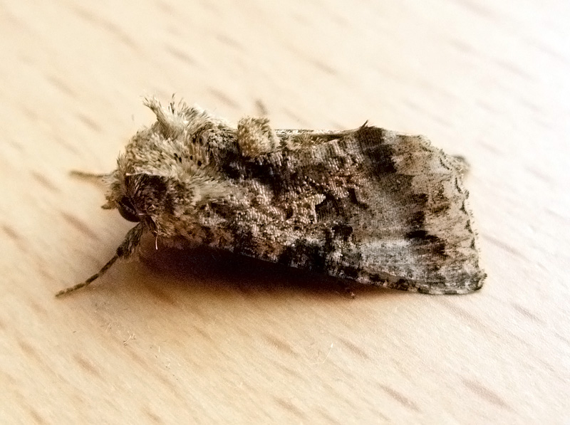 Trichoplusia mutans