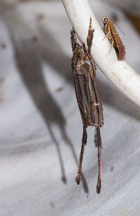 Aeolarcha eaphthalma.