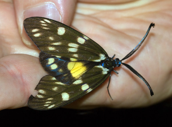 Eterusia aedea