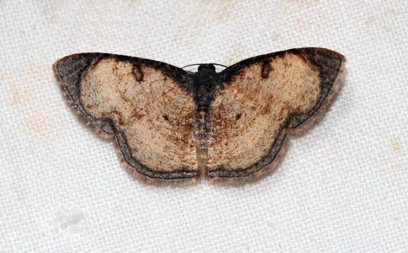 Hydatocapnia sp.