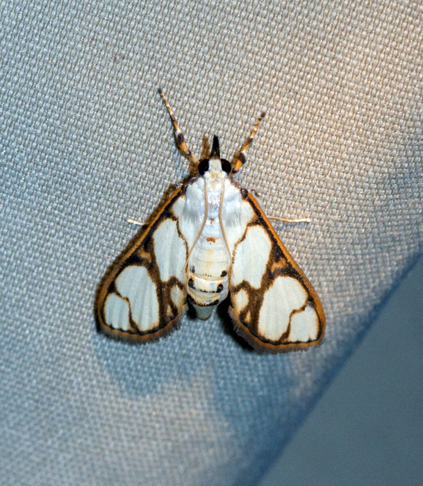 Cirrhochrista fumipalpis
