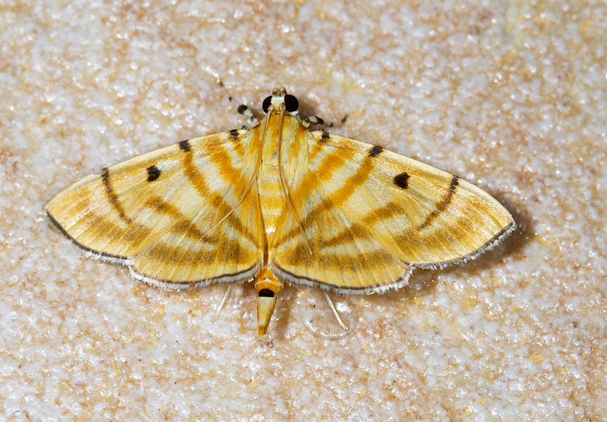 Dichocrocis tigrina