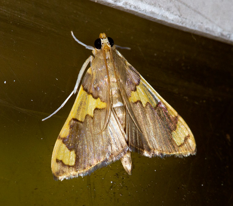 Rehimena phrynealis