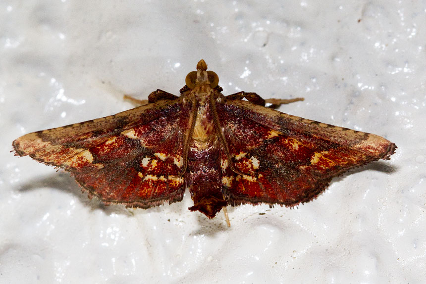 Tamraca torridalis