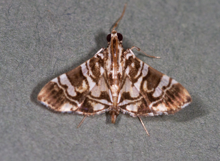 Chabula acamasalis