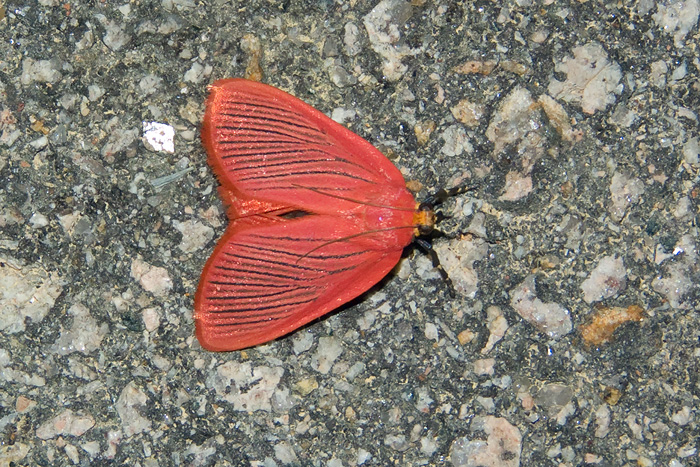 Arctioblepsis rubida