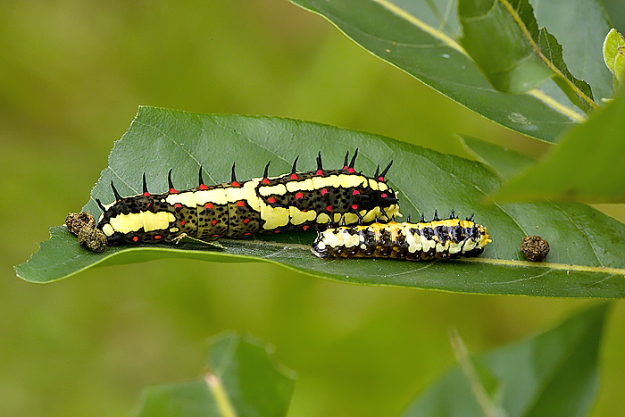 Larvae - Chilasa clytia
