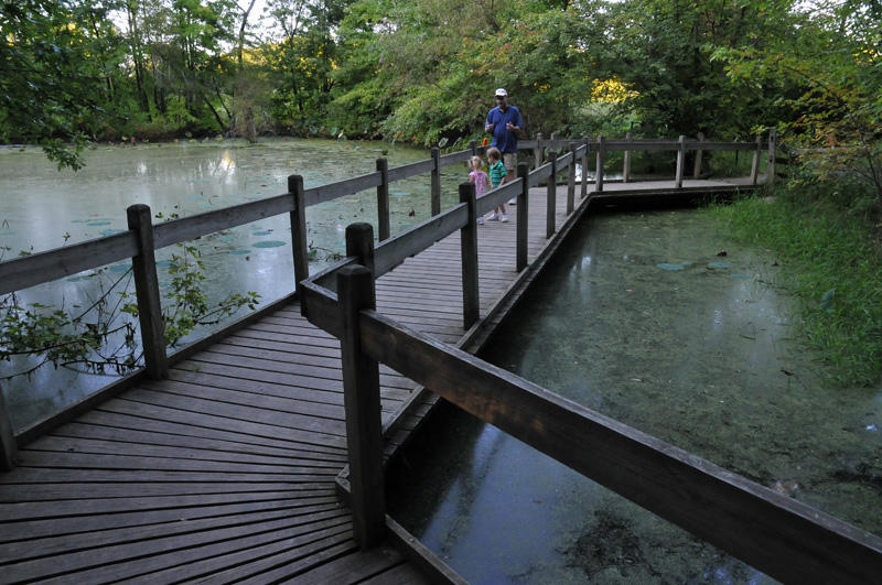 The Lotus Pond