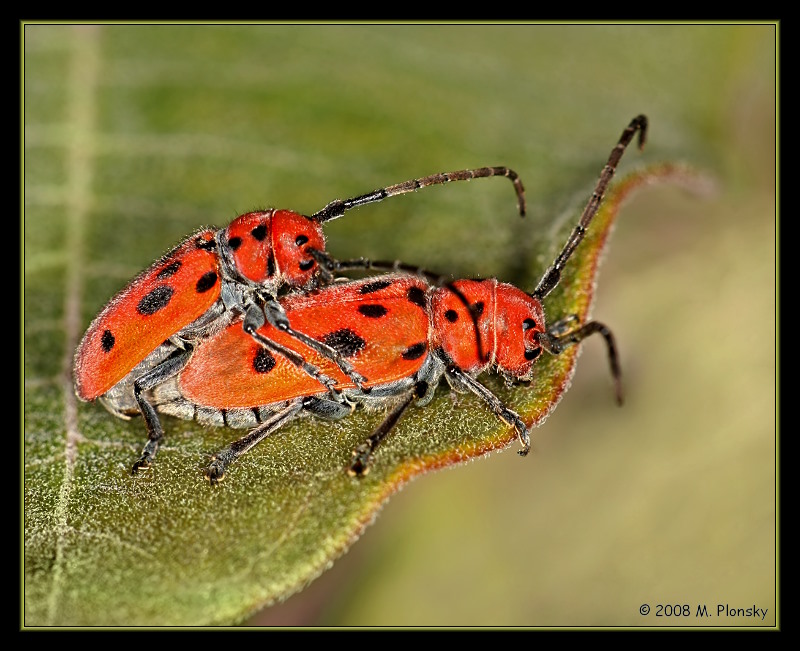 Milkweed Beatles mating III