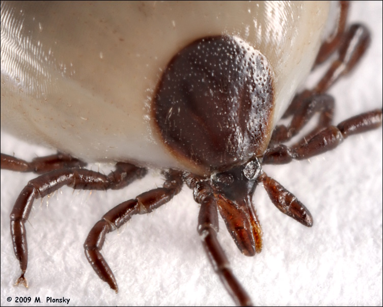 Deer tick mouth parts