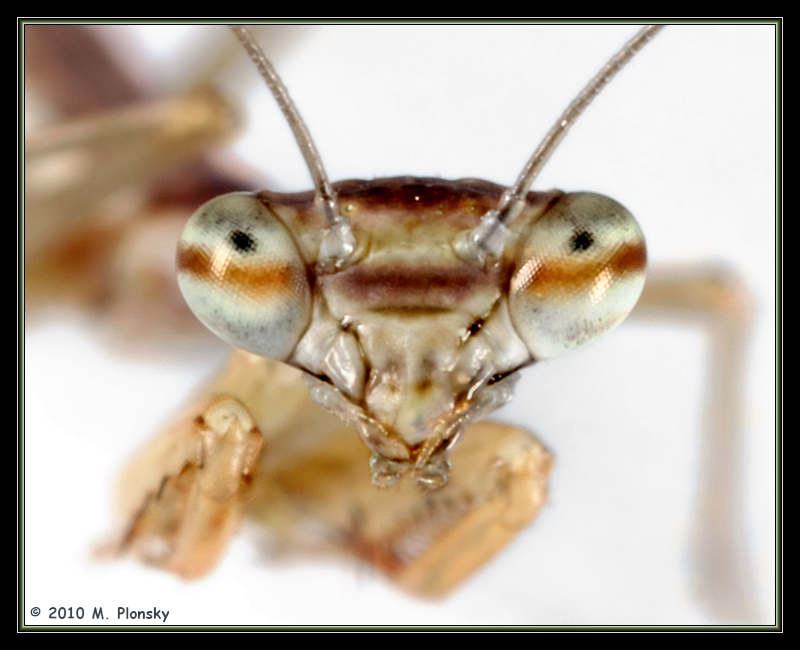 Baby Chinese Mantid Portrait