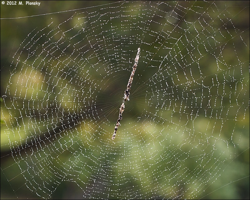 Spider web with dew drops