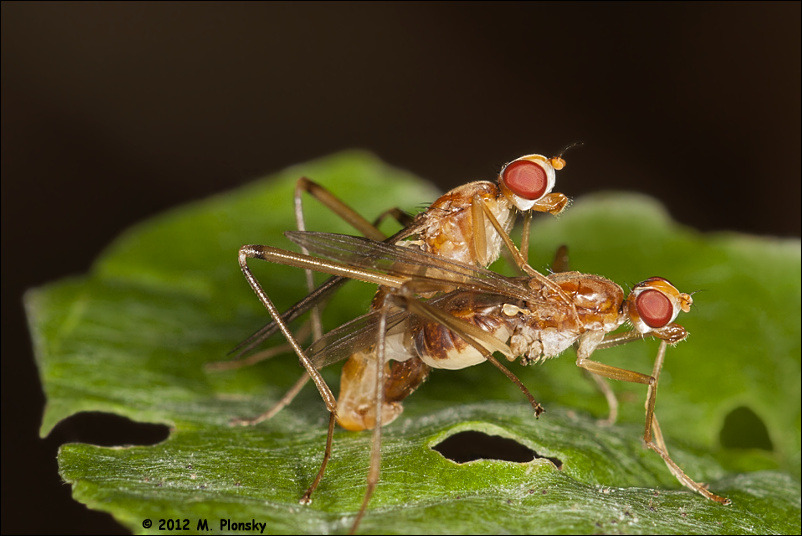 marsh flies (Sciomyzidae) mating