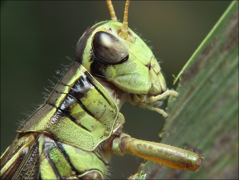 Grasshopper Eating