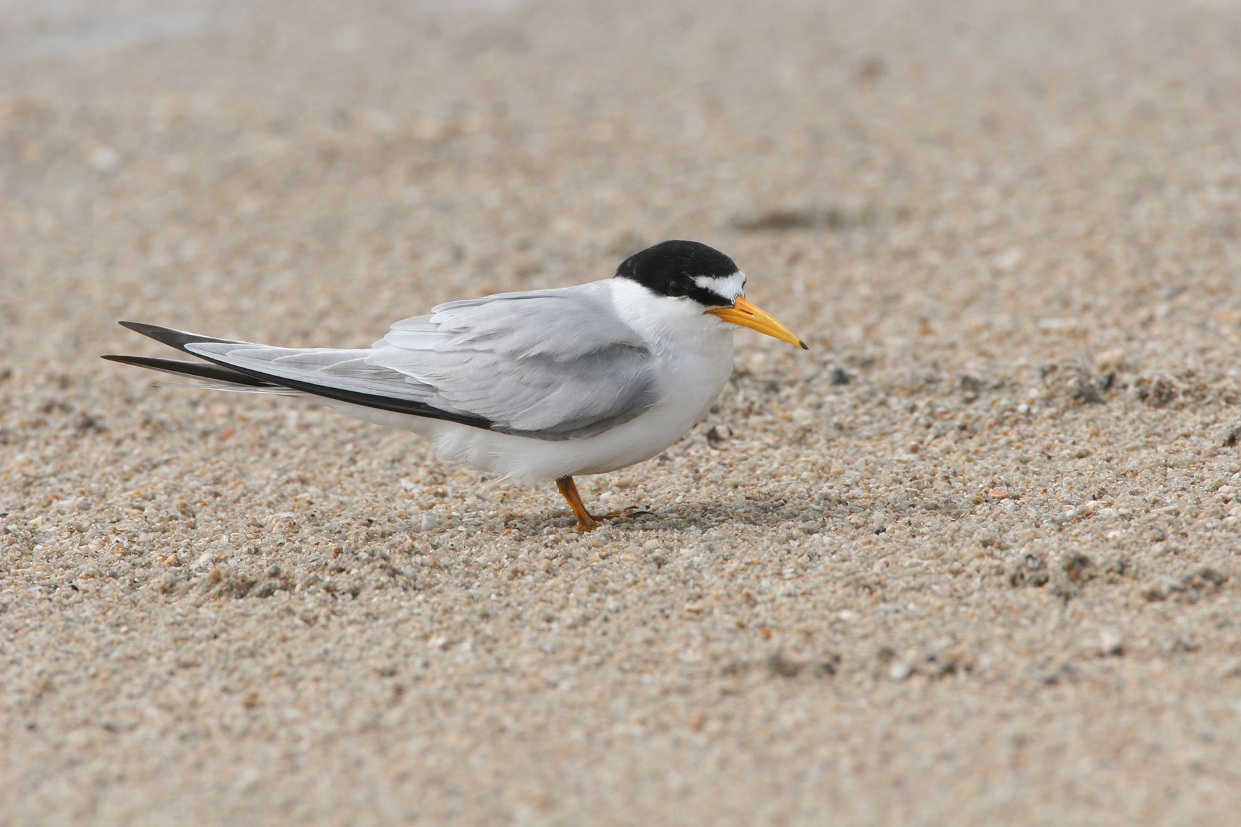 Least Tern