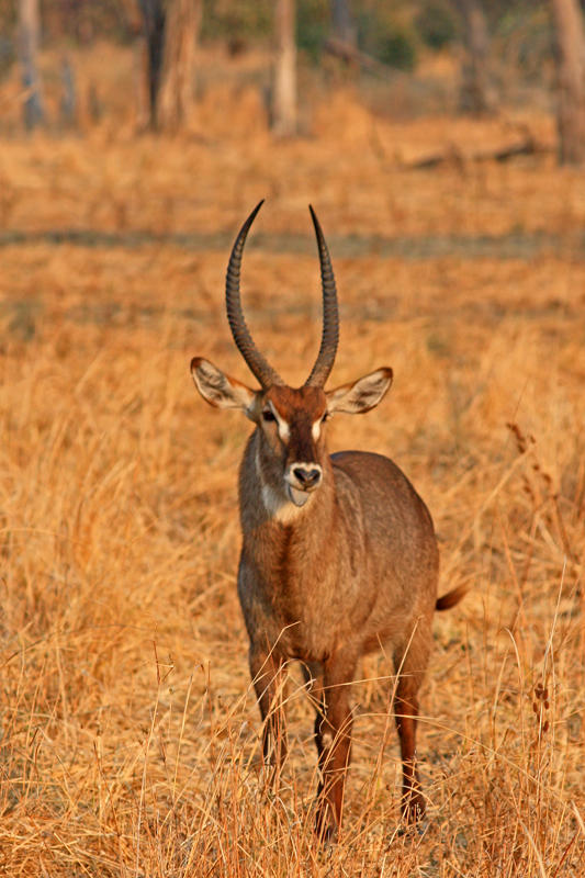 Waterbuck, South Luangwa National Park
