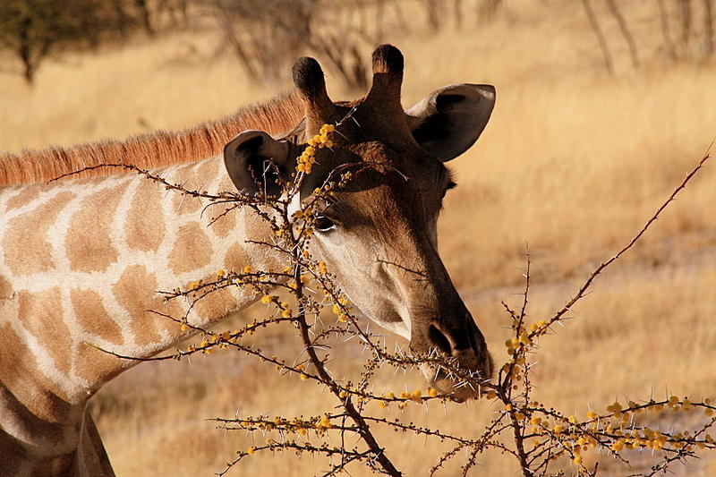 Giraffe Eats An Acacia Tree Photo Chris Lock Photos At Pbase Com