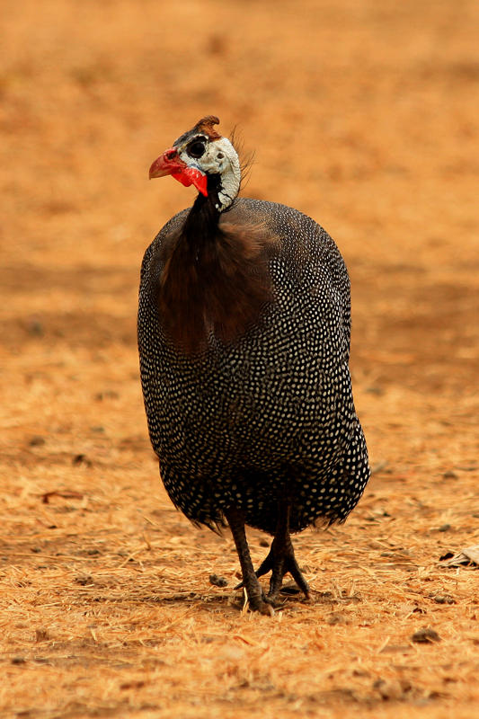 Guinea Fowl, Arusha Campsite, Tanzania
