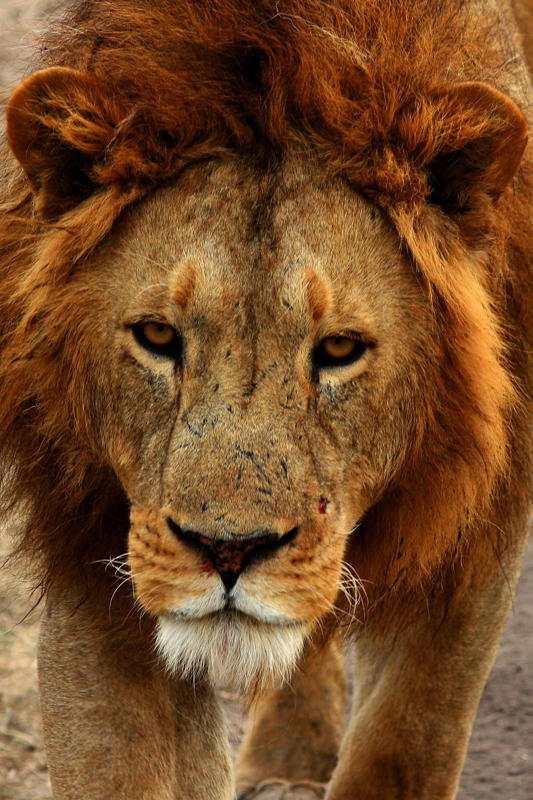 Male Lion, Ngorongoro Crater