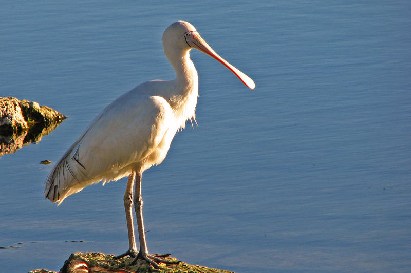 Spoonbill, Western Australia