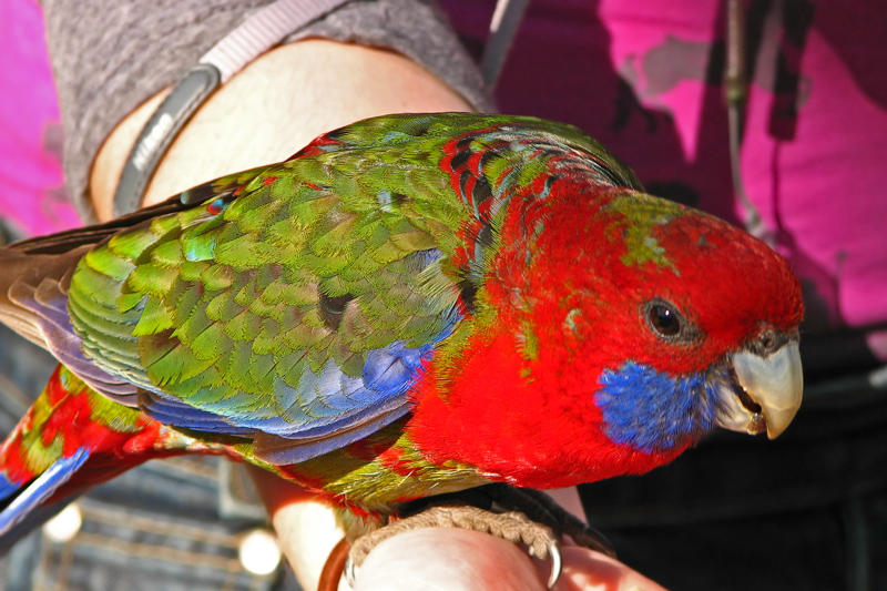 Crimson Rosella, Australia