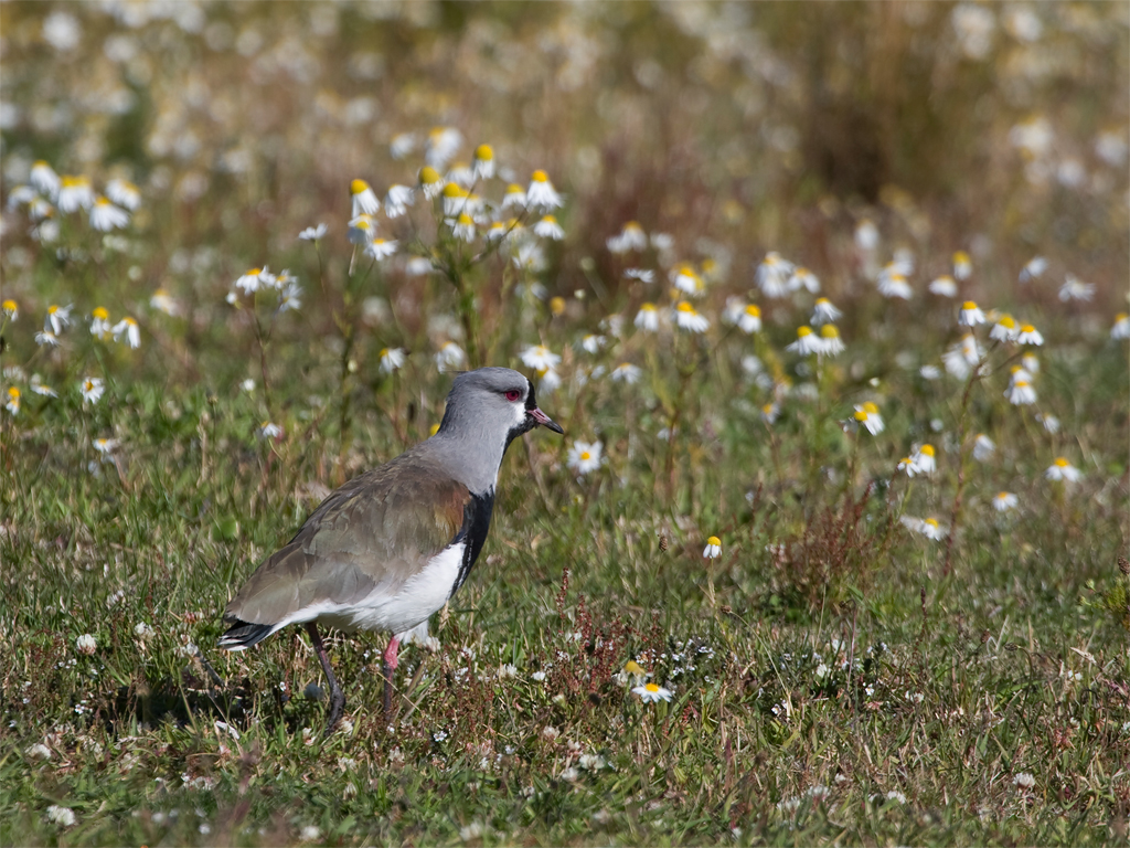 Southern Lapwing.jpg